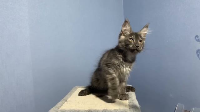 Котёнок мейн-кун