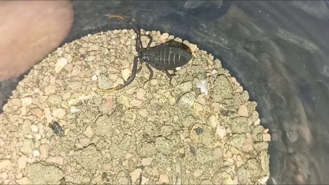 Hottentotta Gentili