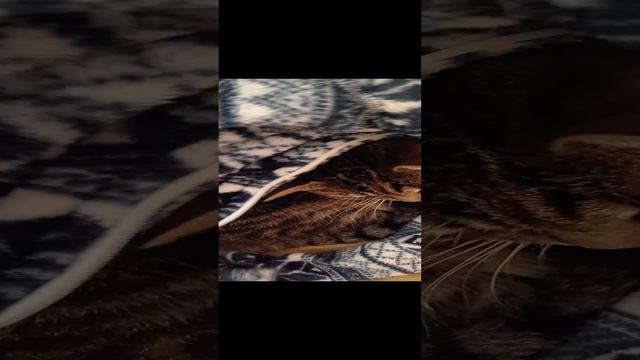 1000015458.mp4