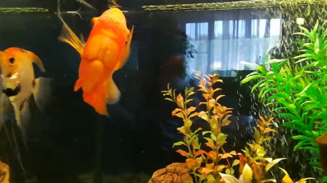 Аквариум - жизнь продолжается смотреть онлайн