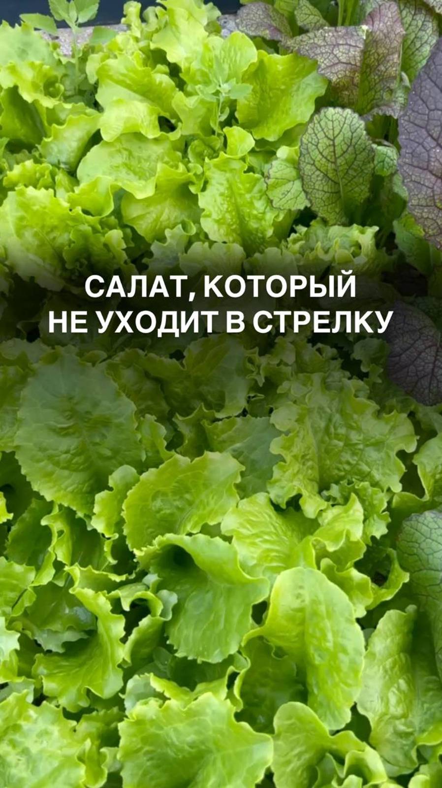 Салат, который не уходит в стрелку 
#дача #дачастайл #дачадача #любимаядача #дача
 #любимыйсад