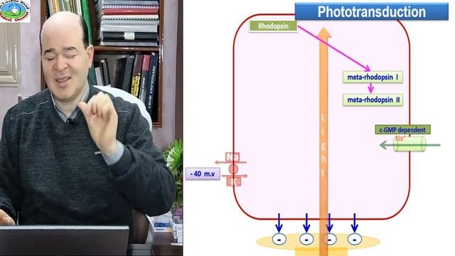 Phototransduction - retinal adaptation/Lashinد.لاشين смотреть онлайн