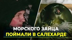 Необычный гость две недели жил в Полуе