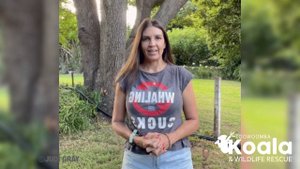 Rescue of a sick possum from garden