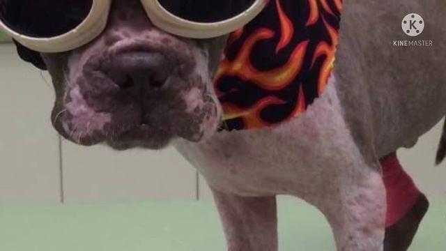 Собаку облили кислотой ,она была на волоске от смерти смотреть онлайн