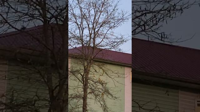 Темнеет. Птичий хор. #всочиумаши смотреть онлайн