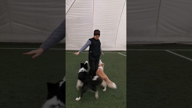 Дрессировка собак, парное движение Рядом! смотреть онлайн