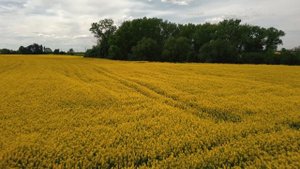 12603006-uhd_3840_2160_25fps