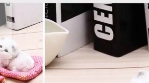 Котики из Китая   они как настоящие Это шикарный подарок