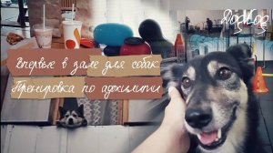 Vlog / Впервые в зале для собак / Аджилити тренировка