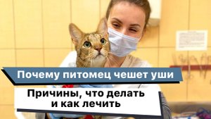 Что делать, если чешет уши собака или кошка. Причины и как лечить