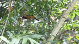 Pitohui Venom Bird