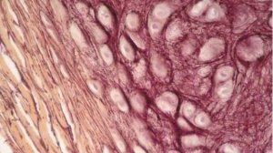 Сазонов С.В. 3. Эластический хрящ