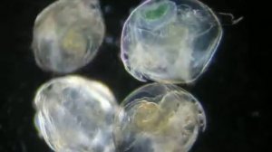 Ракообразные. Хидорус