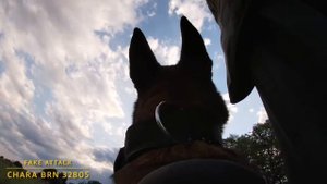 KNPV глазами собаки Chara BRN 32805