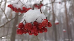 Зима - красавица.
