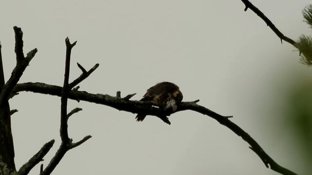 кемпинг в Кубе / мегавидеосолянка смотреть онлайн