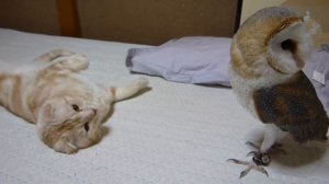 котик и сова