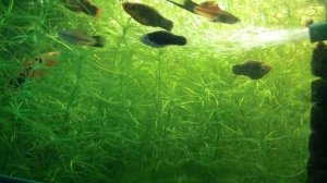 Наяс или Наяда Гваделупская. Полезное растение или сорняк?