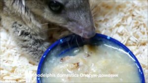 Monodelphis domestica Опосум-домовик - Gray short-tailed opossum