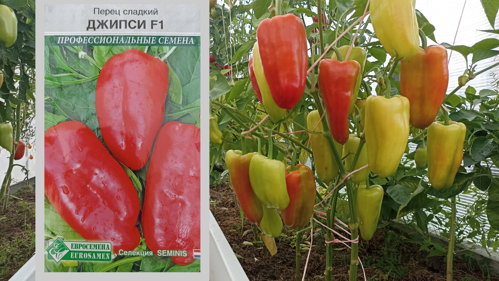 Честный отзыв о перце Джипси F1 смотреть онлайн