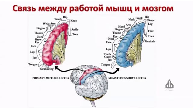 02 Осанка путь к здоровью / Виталий Маслов