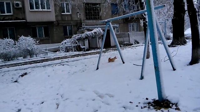 Ночью выпал ПЕРВЫЙ СНЕГ в ЕНАКИЕВО . Не тает. смотреть онлайн