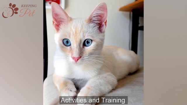 Flame Point Siamese | Facts & Personality! смотреть онлайн