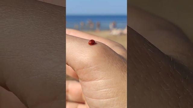 #божьякоровка