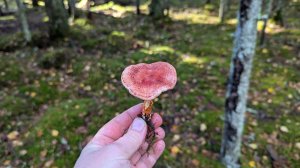 Паутинник ленивый (Cortinarius bolaris). Как выглядит гриб на месте произрастания.