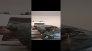 Одевание озк