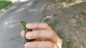 Словили маленькую ящерицу