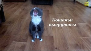 Выкрутасы кота