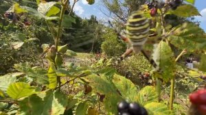 ГЕЛЕНДЖИК ОСТОРОЖНО ПАУК !!!Паук-оса или аргиопа Брюнниха: ядовитый ли укус этого паука?