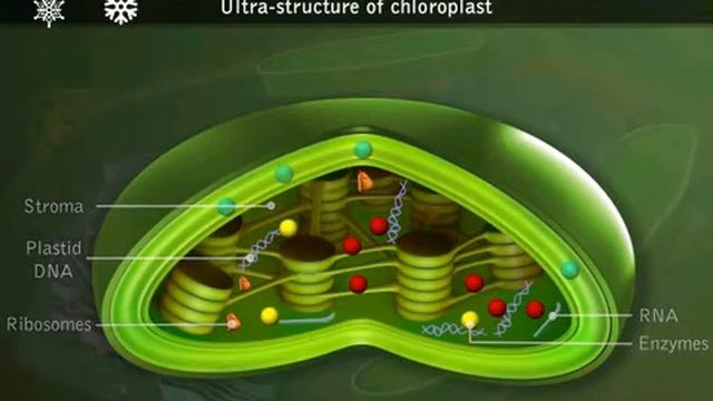 Plastids ( Structure of Chloroplasts) plants organelle