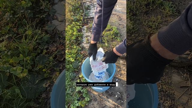 Спасаем плодовые деревья с помощью старого доброго метода