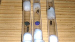 Любовь в пробирке 14.