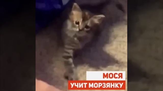 смешные котики