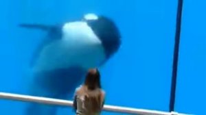 Косатка,   аквапарк.