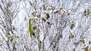 Снежный день 🤗❄️🌿