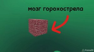 что внутри горохострела (ПВЗ)