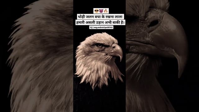 #eagle #birds #bird #nature#wildlife #eagles #birdsofinstagram #baldeagle#birdsofprey #youtubeshort