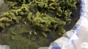 Green Gobs of Freshwater Sponge