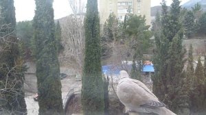 голуби.3