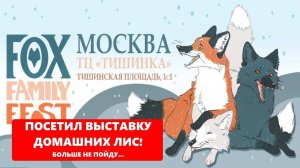FOX FAMILY FEST выставка ручных лис в Москве 17 ноября 2024 года - квадроберы, сова, а лисы то где?