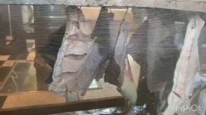 Кета холодного копчения рецепт. Коптим в Астра 75