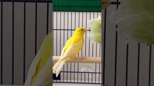 #канарейка_окрашивание(часть1)