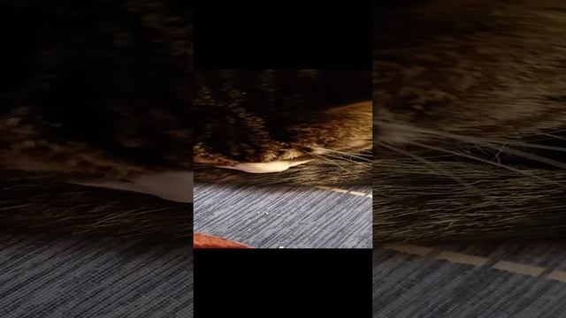 1000015457.mp4