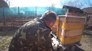 быстросемные и надежные прилетки на рогатый улей
