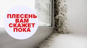 Черная плесень вам скажет пока. Простой бюджетный способ